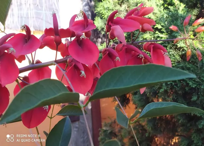 Energy Garden 샬레