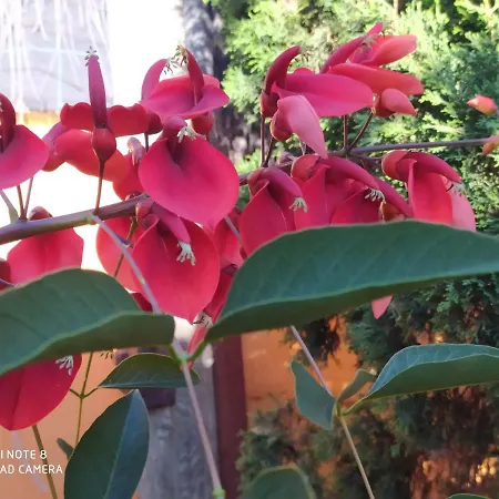 Energy Garden Chalet