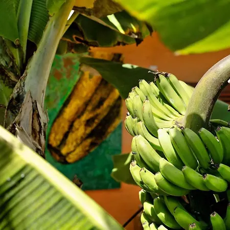 Energy Garden * Bajamar (La Laguna)