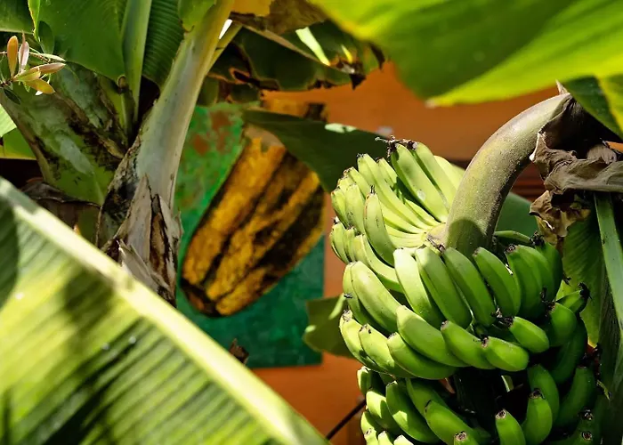 Energy Garden * Бахамар